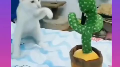 Funny cat playing with owner and cactus