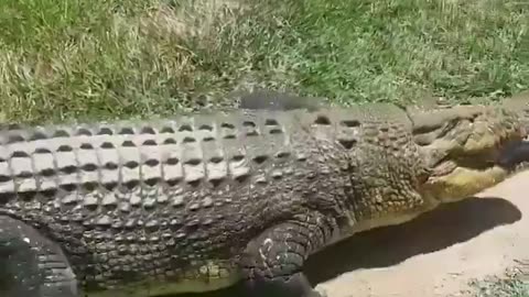The reason you should avoid the water in Australia