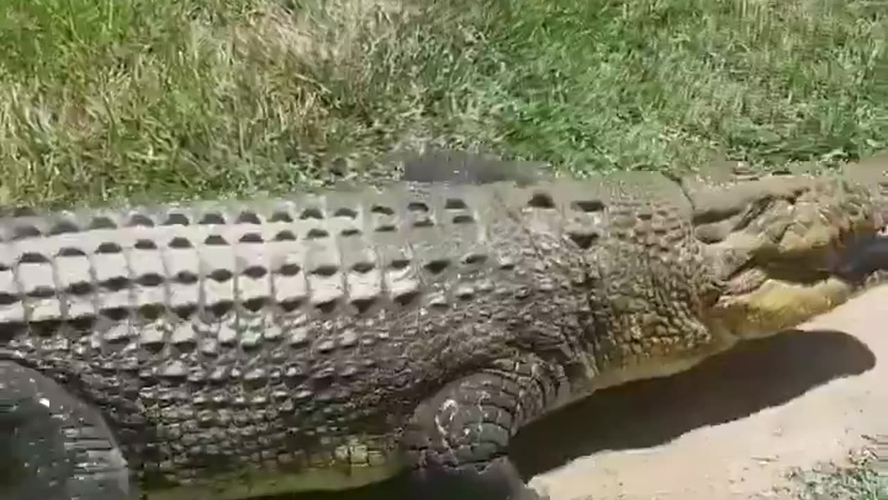 The reason you should avoid the water in Australia