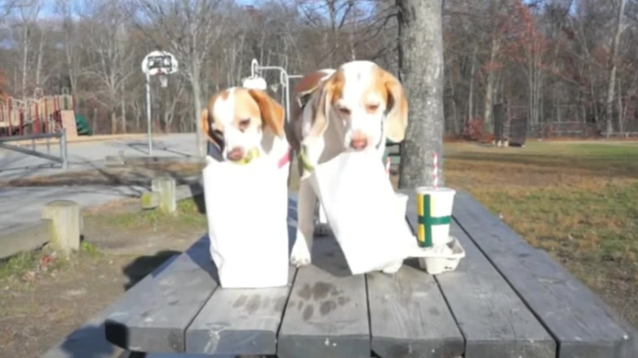 Dogs' Epic Shopping Cart Voyage: Funny Dogs Maymo & Penny