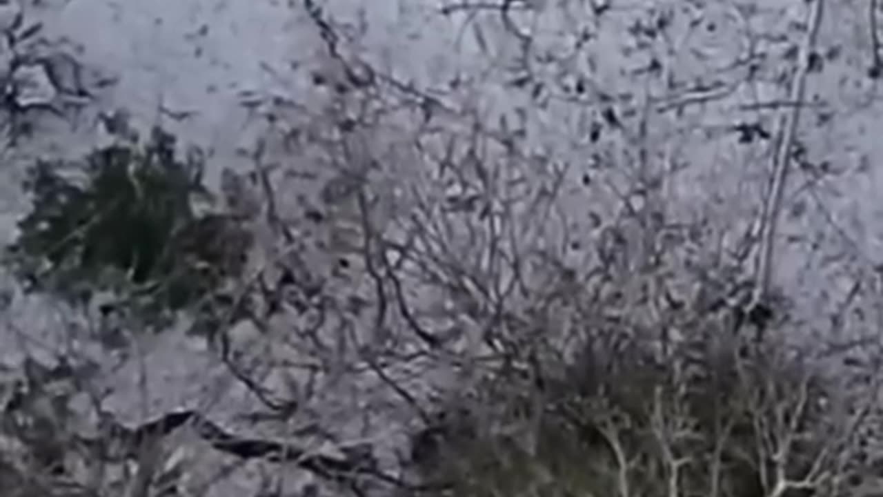 Mysterious creature recorded by a drone #shorts #shortvideo #video #virals #videoviral