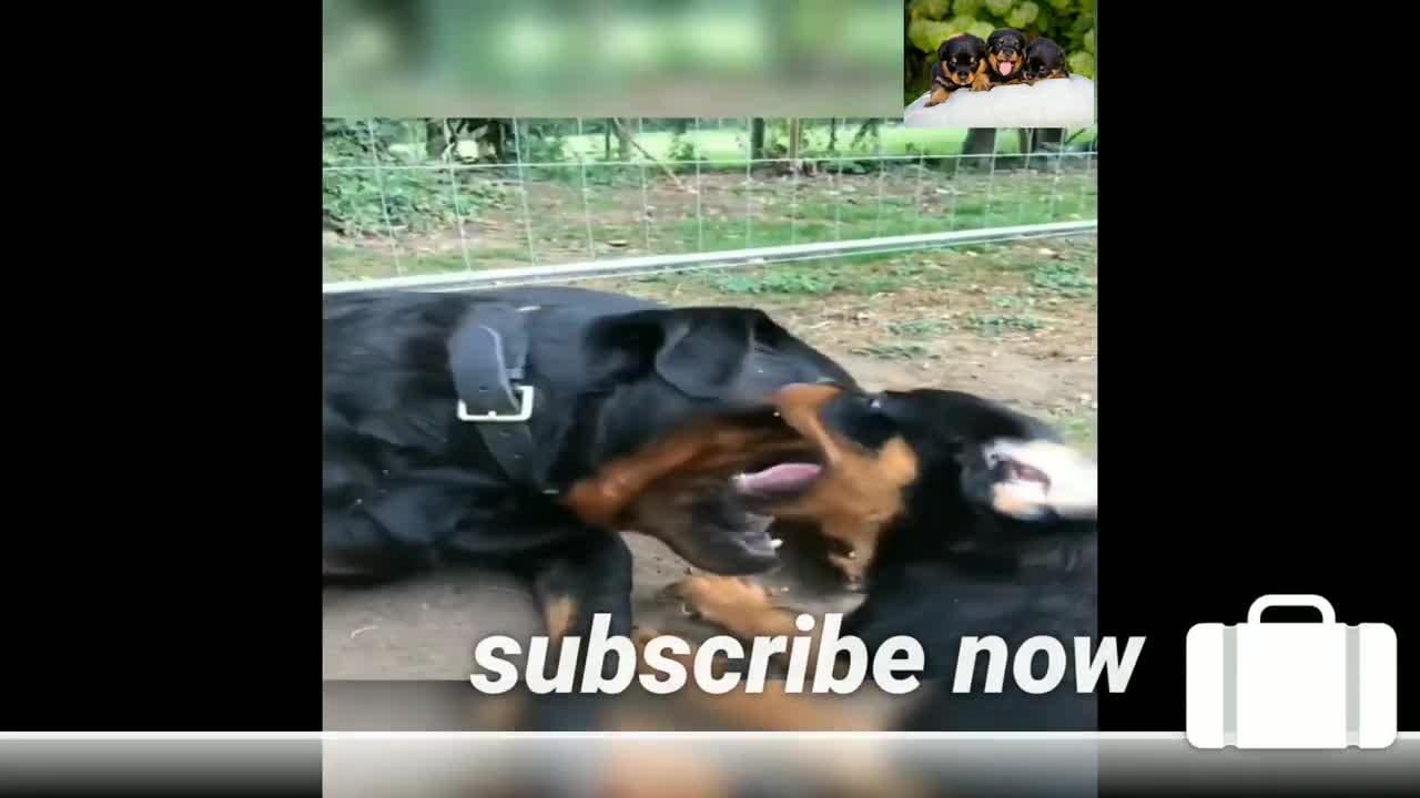 ROTTWEILLER DOG FIGHTING