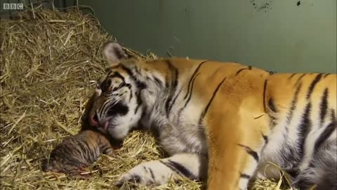 Top 5 Tiger Moments | BBC Earth