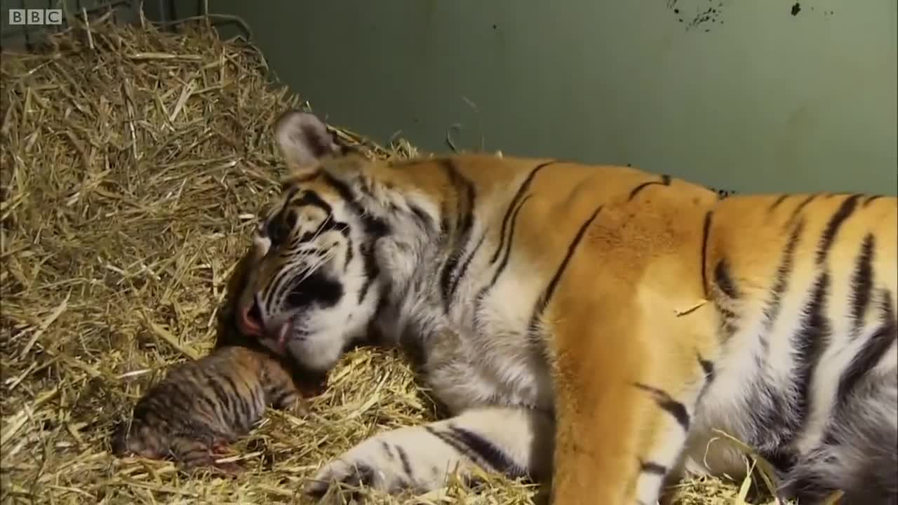 Top 5 Tiger Moments | BBC Earth