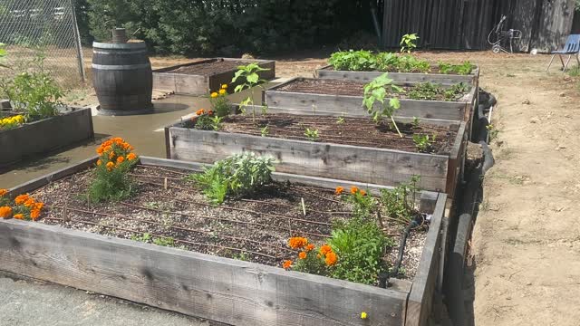 Drip System Irrigation in school vegetable garden