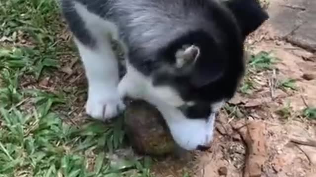 Cachorrimhos lindos e engraçados