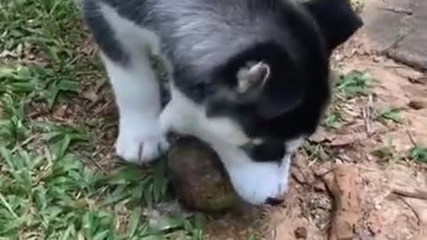 Cachorrimhos lindos e engraçados