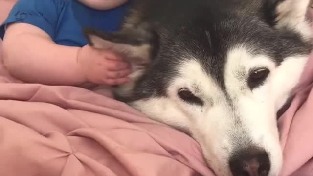 Husky & Baby Becoming Best Friends! #shorts