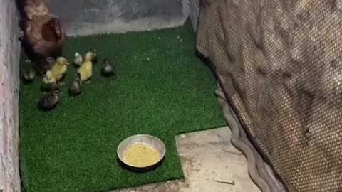 Mom chiken save her chick from snake