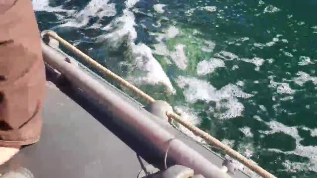 Killer Whales Accompanying Fishing Boat After Work