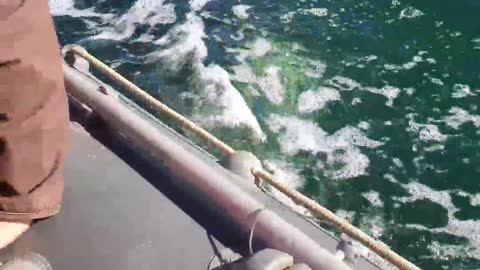 Killer Whales Accompanying Fishing Boat After Work