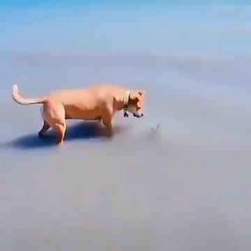 Cute Dog gets scared by his owner