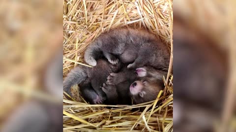 Endangered red panda twins born at British zoo