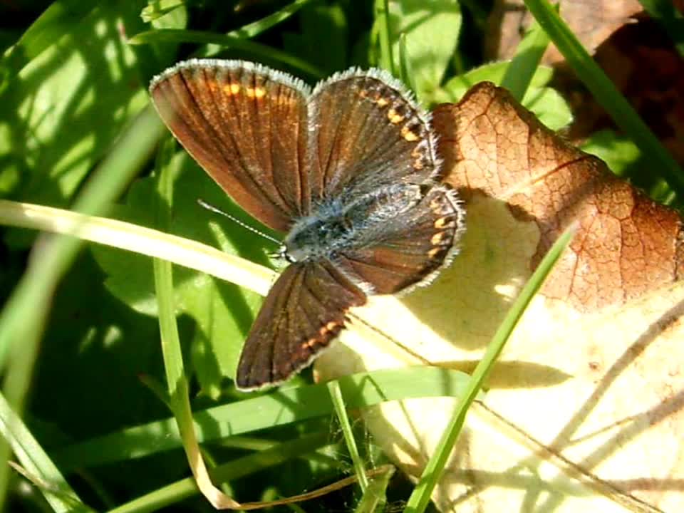 Butterflies