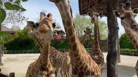 Cute giraffe