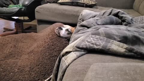 Boxer takes nap UNDER her bed
