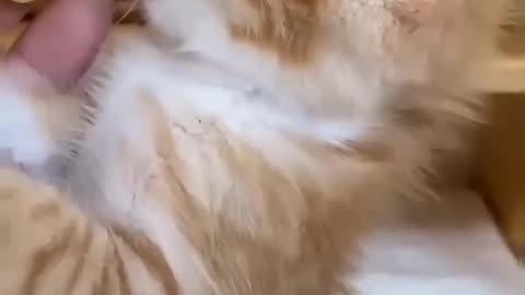 😹Cats Doing Cat Things😹
