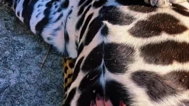 The Fat Leopard
