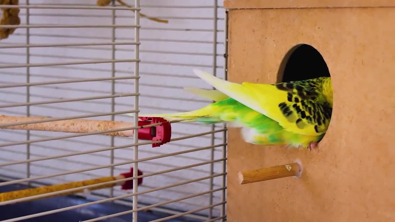 Flying Parrot