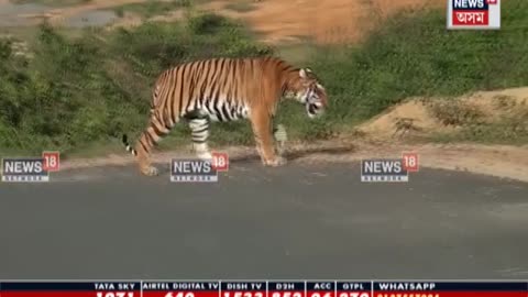 Tiger at Tea Estate