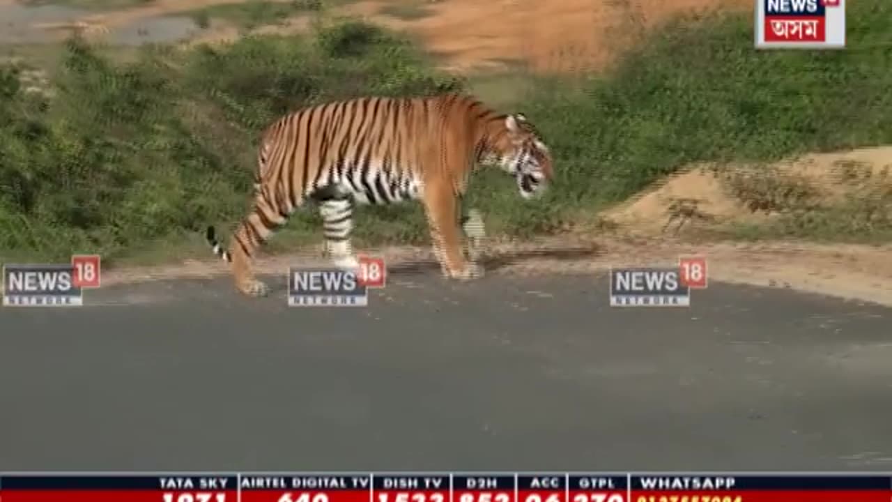 Tiger at Tea Estate