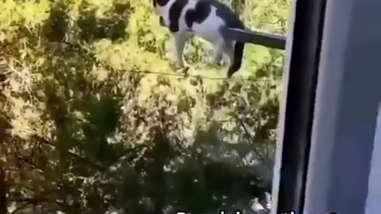 Cat playing with their boss