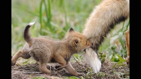 🥰Adorable Baby Animals