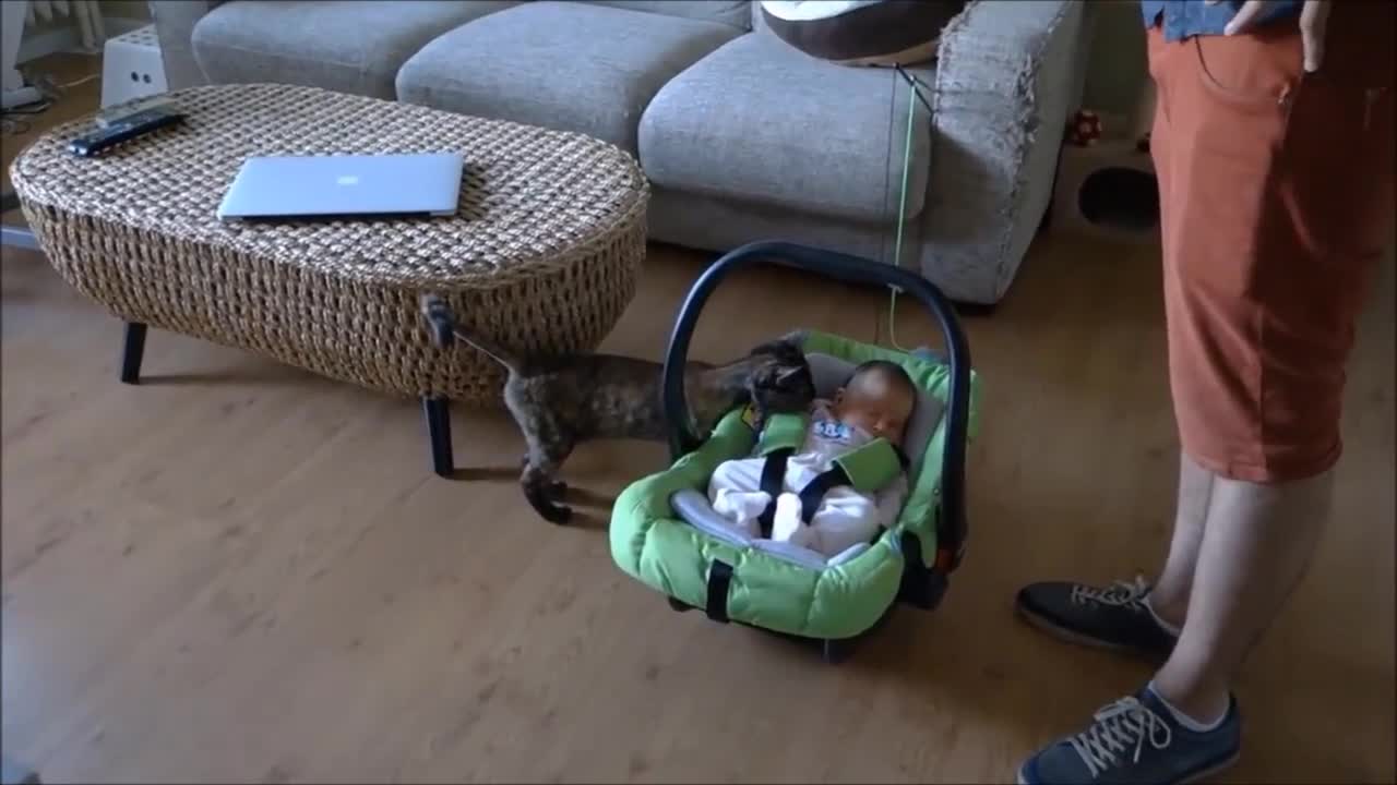 You Won't Believe in Cats' Reaction When Seeing Babies for the First Time.