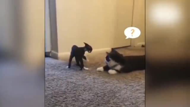 scary cat battle