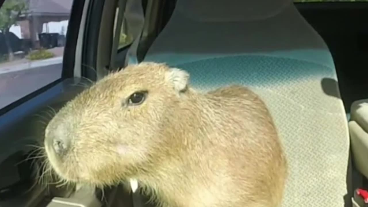 Pipi und kaki, pipi kaka land meme song. Cute wild Capybara animal, eating food, cute mouth car poop pee