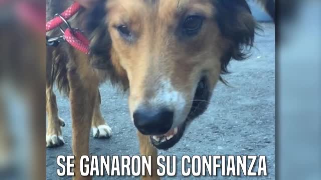 Una perrita con un horrible pasado se rehusaba a mostrar su rostro a los rescatistas