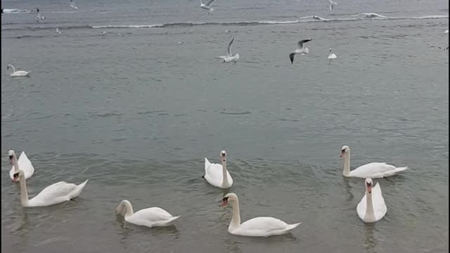 Swangs on the black sea