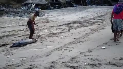 Another hell for dolphins in lamalera indonesia