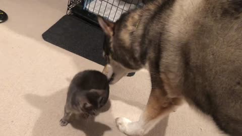 Rescued BFFs wolfdog and kittens