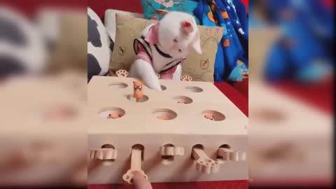 Cute cat funny video 2021 new