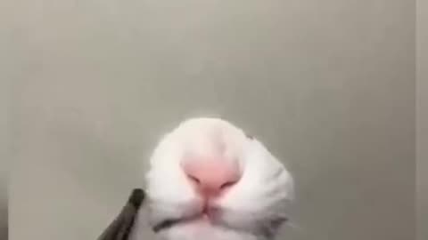 lovely pets