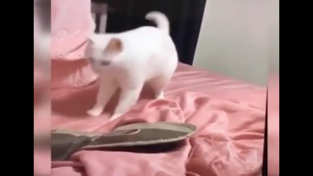 zol love dancing cat too funny.