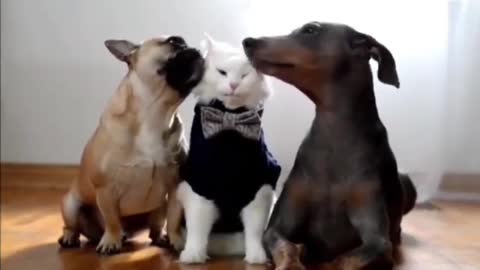 A happy cat surrounded by two dogs