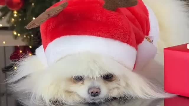 Cute baby animals Videos Compilation cutest moment of the animals - Cutest Puppies #2