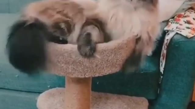 Can Stop Laughing seeing this video....