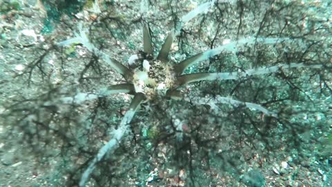 Amazing Magnum Sea Cucumber Feeding