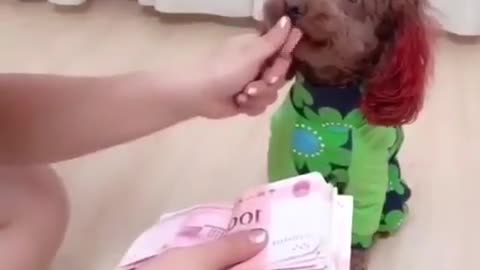 Dog helps you count your money😂