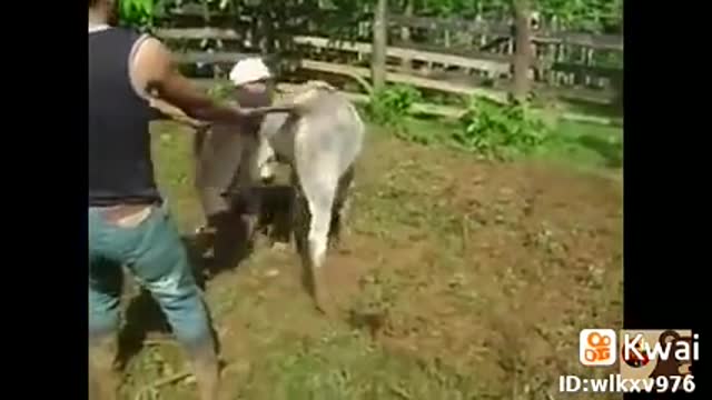 La vaca ninja