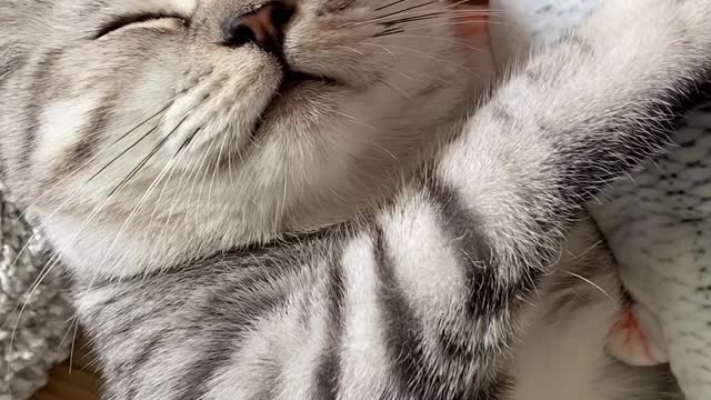 Kitty Falls Asleep With Favourite Fish Toy