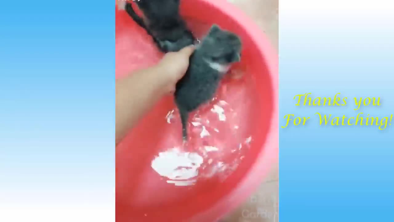 Cute Pets And Funny Animals the best