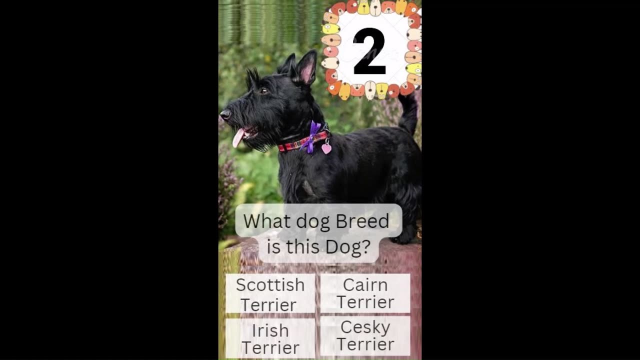 Discover Your Dog's DNA Animal Quiz for Testing Your Breed Knowledge!