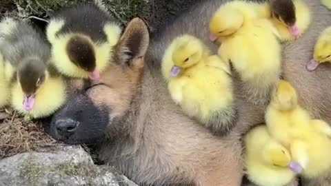 Evil ducks brutally murder innocent doge