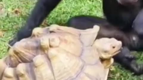 A sensible monkey is feeding the turtle.