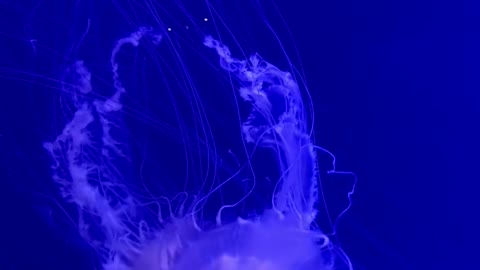 Purple Jellyfish