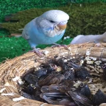 adorable baby birds